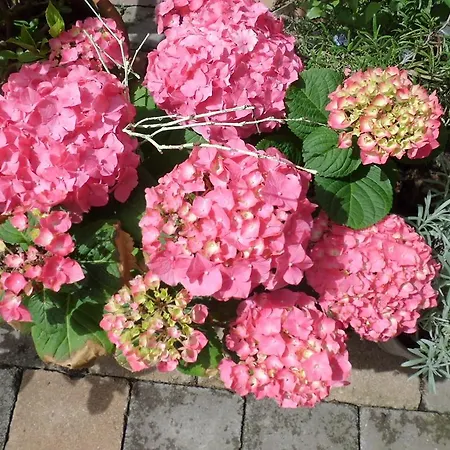 Punkt, 5 Gehminuten Vom Europa-park *